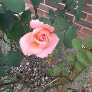 Meet your Posher, Becky